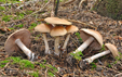 Cortinarius caninus