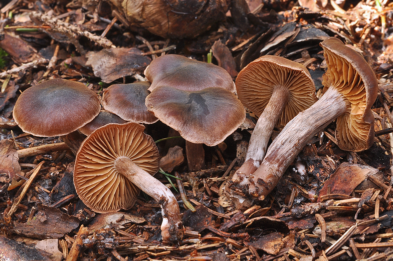 Cortinarius adalberti