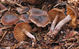 Cortinarius adalberti