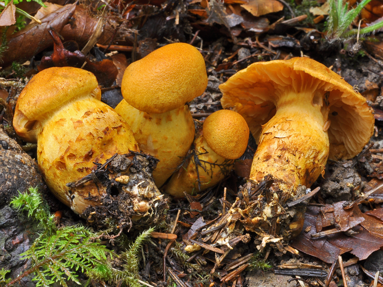 Cortinarius citrinofulvescens