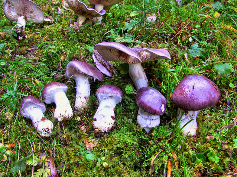 Cortinarius cumatilis