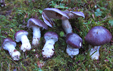 Cortinarius cumatilis