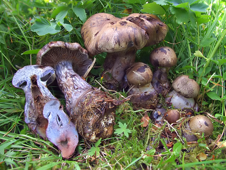 Cortinarius cyanites