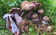 Cortinarius cyanites