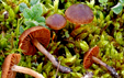 Cortinarius deianae