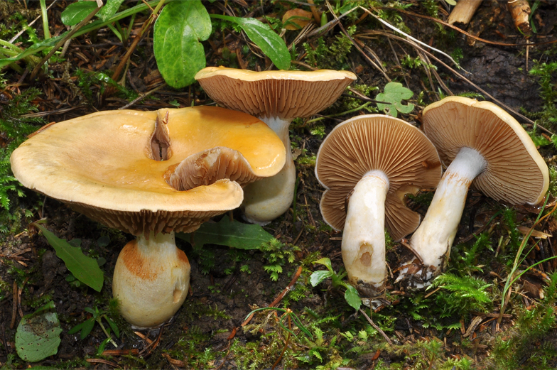 Cortinarius delibutus