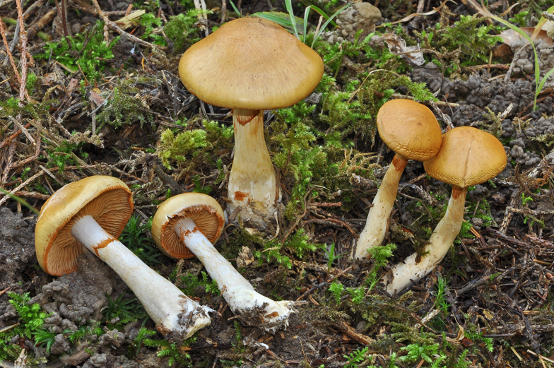 Cortinarius delibutus