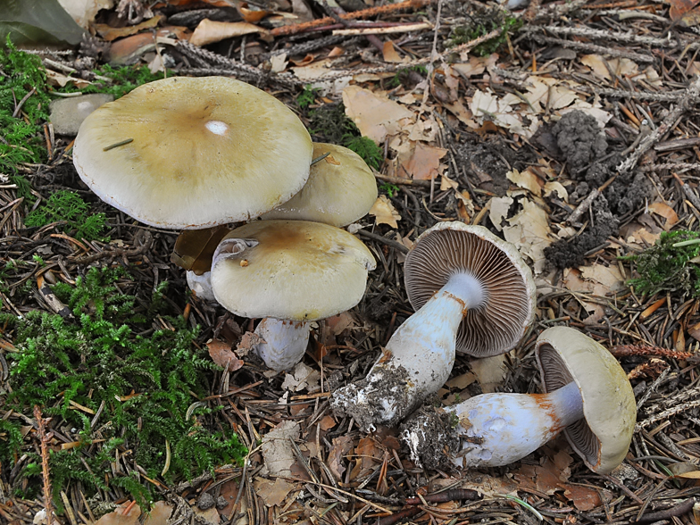 Cortinarius delibutus var naevosus