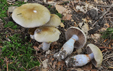 Cortinarius delibutus var naevosus