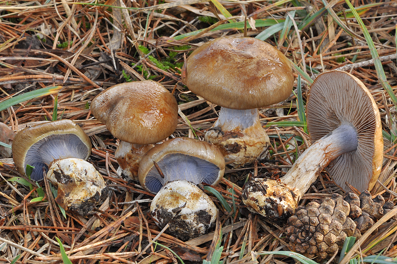 Cortinarius dionysae