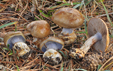 Cortinarius dionysae