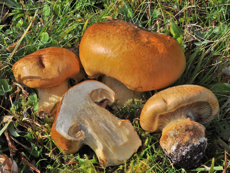 Cortinarius elegantior