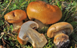 Cortinarius elegantior