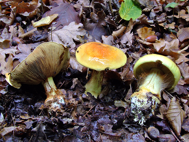 Cortinarius elegantissimus var. bergeronii