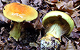 Cortinarius elegantissimus var. bergeronii