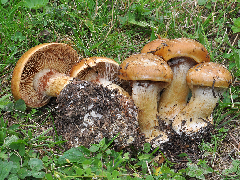 Cortinarius fulvoochrascens