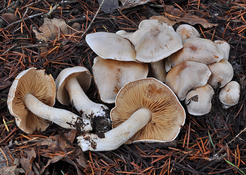 Cortinarius galeobdolon