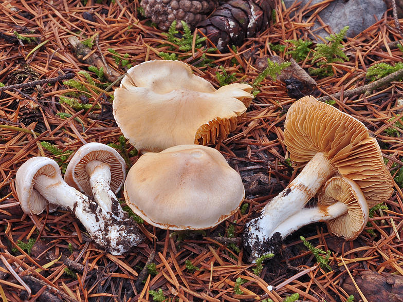 Cortinarius galeobdolon