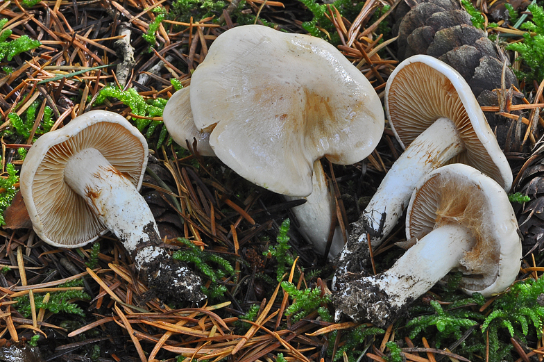 Cortinarius galeobdolon