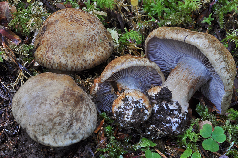 Cortinarius glaucopus var olivaceus