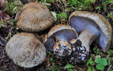 Cortinarius glaucopus var olivaceus