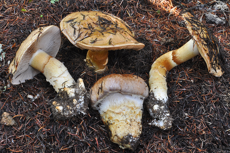 Cortinarius herculeus