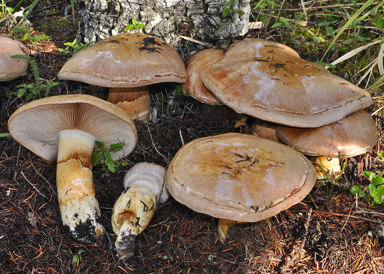 Cortinarius herculeus