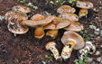 Cortinarius herculeus