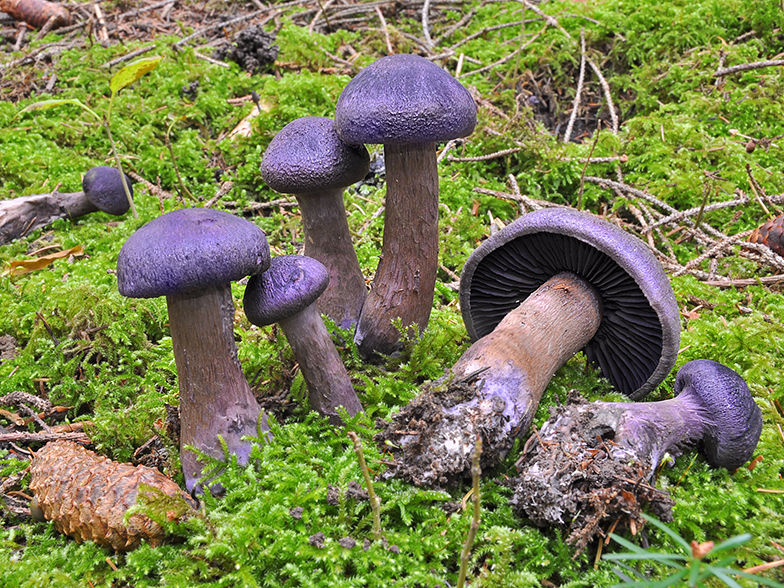 Cortinarius hercynicus