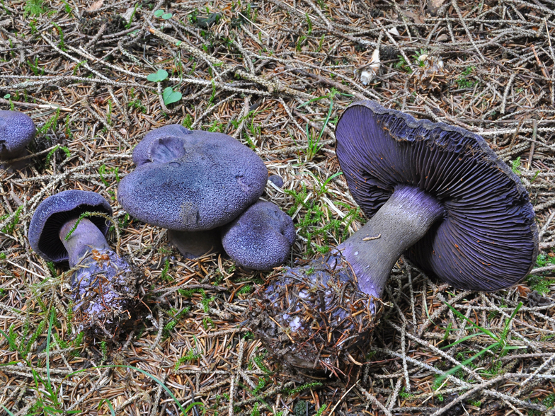 Cortinarius hercynicus