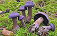 Cortinarius hercynicus