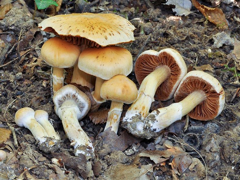 Cortinarius hinnuleus