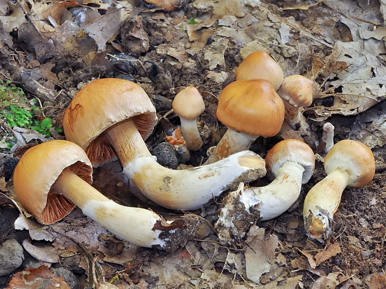 Cortinarius hinnuleus