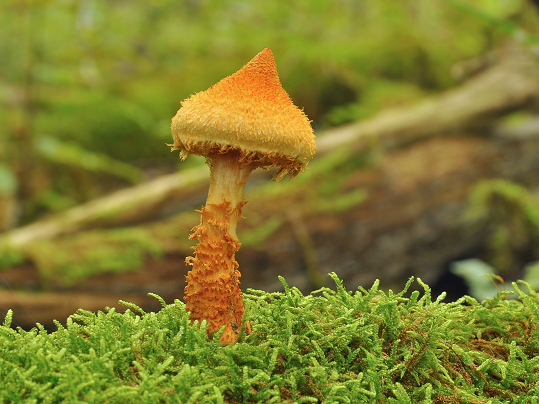 Cortinarius humicola