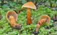 Cortinarius humicola