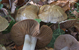 Cortinarius infractus var olivellus