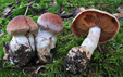 Cortinarius laniger