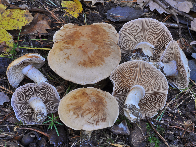 Cortinarius largus