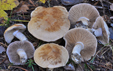 Cortinarius largus