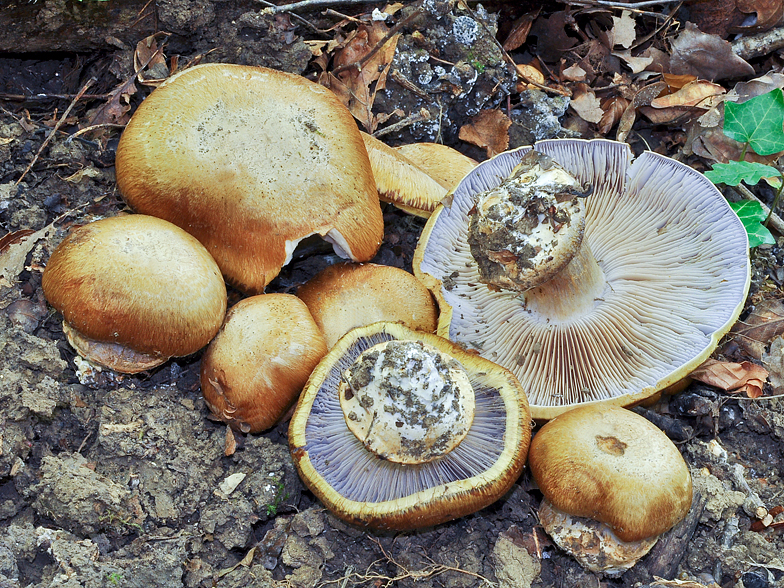 Cortinarius magicus