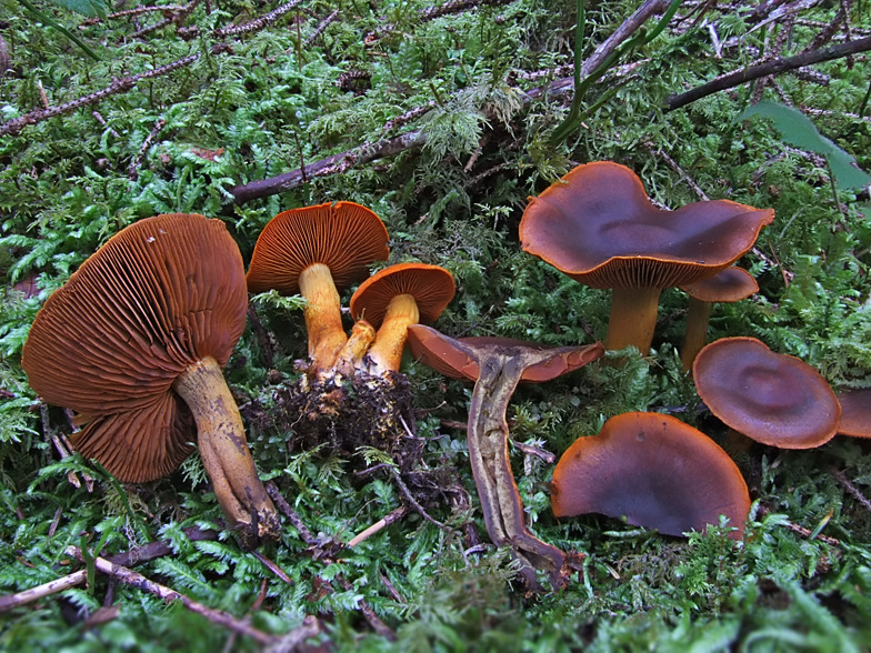 Cortinarius malicorius