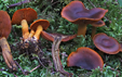 Cortinarius malicorius