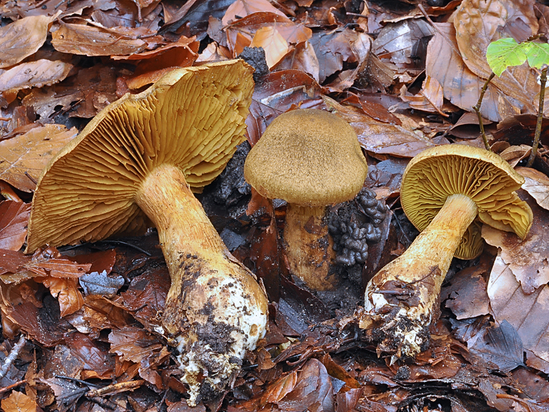 Cortinarius melanotus