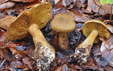 Cortinarius melanotus