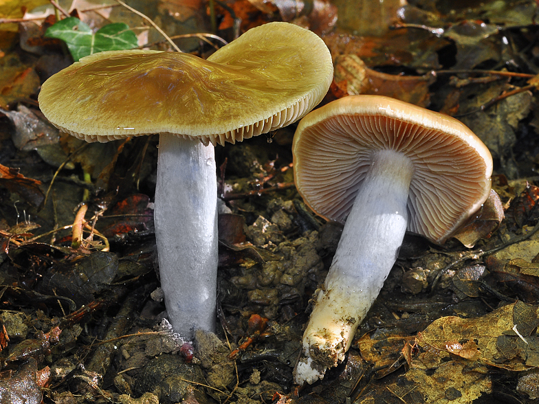 Cortinarius_mucifluoides