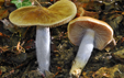 Cortinarius_mucifluoides