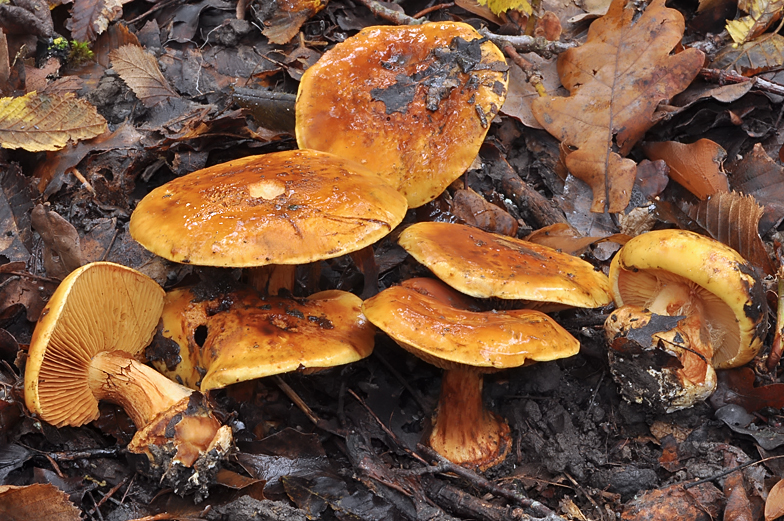 Cortinarius olearioides