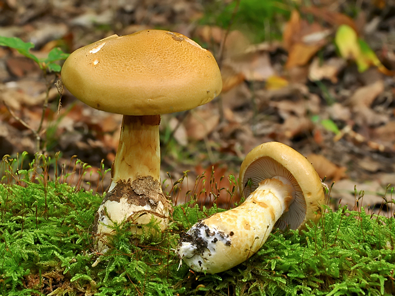 Cortinarius olidus