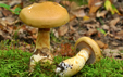 Cortinarius olidus