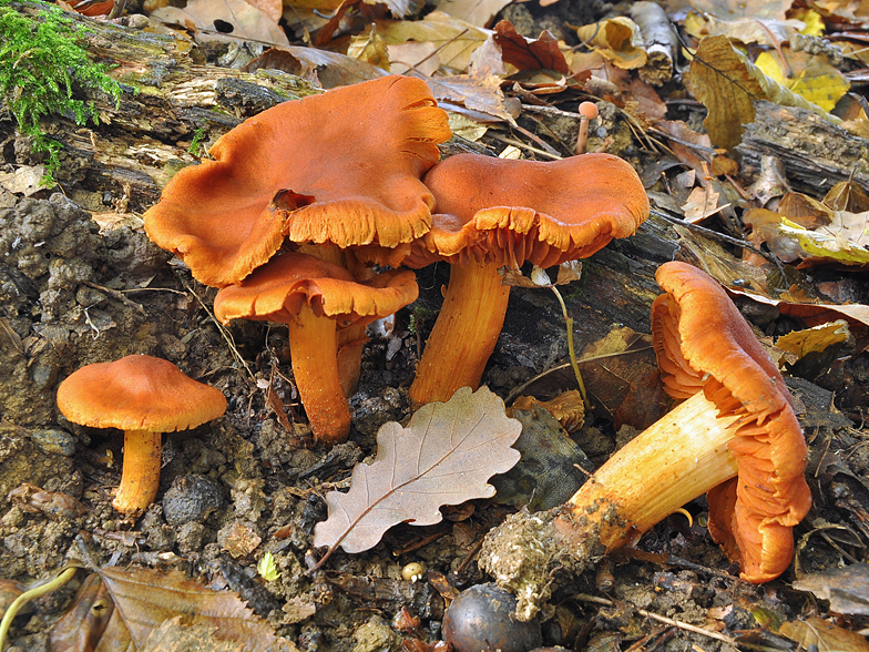 Cortinarius orellanus